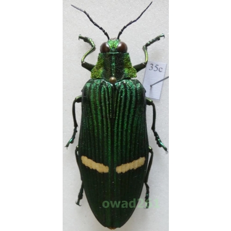 Catoxantha opulenta (Gory, 1832) 51mm Malaysia35c